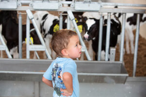 Child standing and looking at calves
