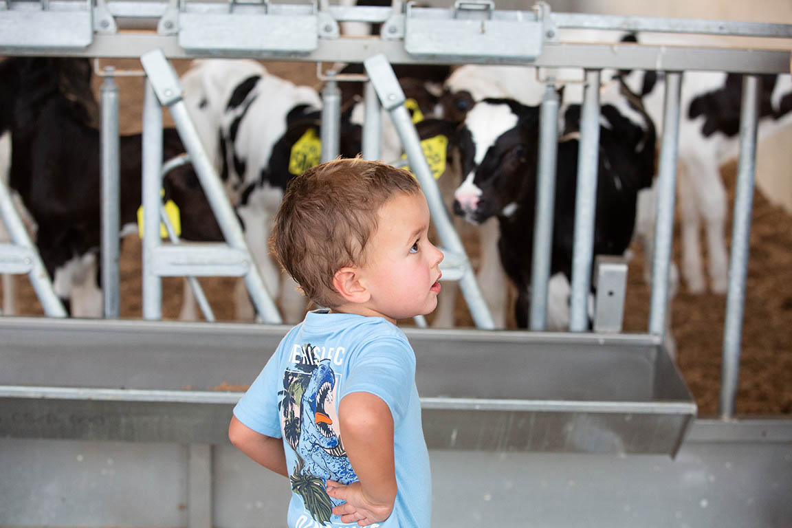 Mark Glascock, 4, visits the calves at Teabow Farms as part of Maryland & Virginia's YC Summer Break on July 27, 2022