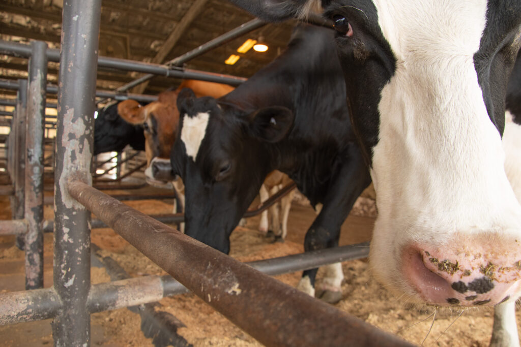 cows in a freestal barn